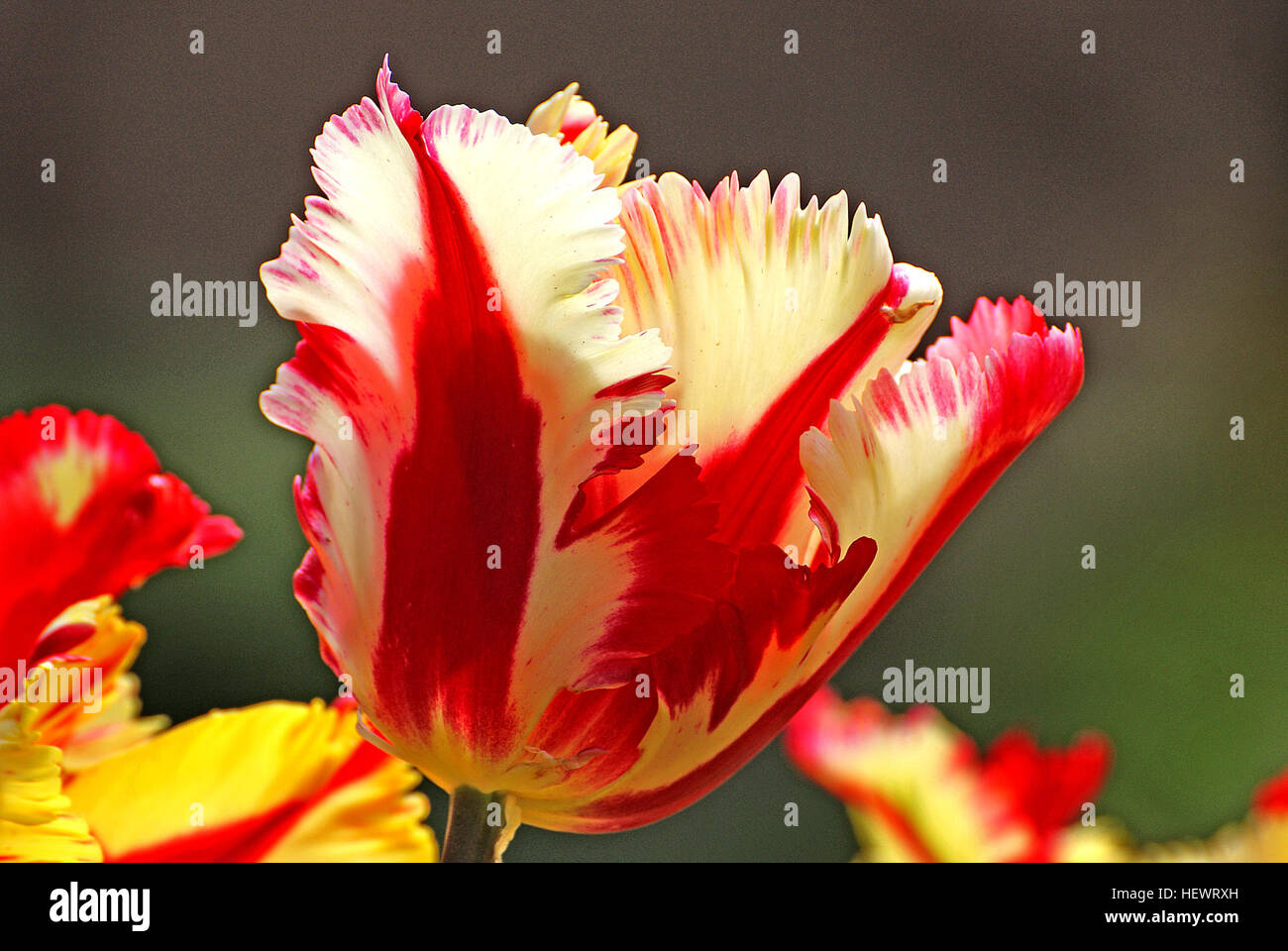 ,, Blüten, rot, wunderbare Welt der Blumen, Blumen, schön, Frühling, Tulpen Stockfoto