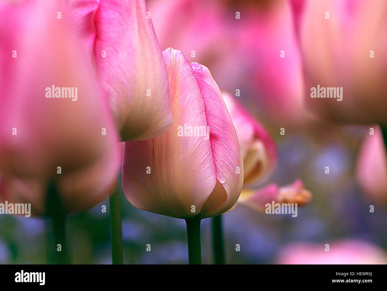 ,, Blüten, rot, wunderbare Welt der Blumen, Blumen, schön, Frühling, Tulpen Stockfoto