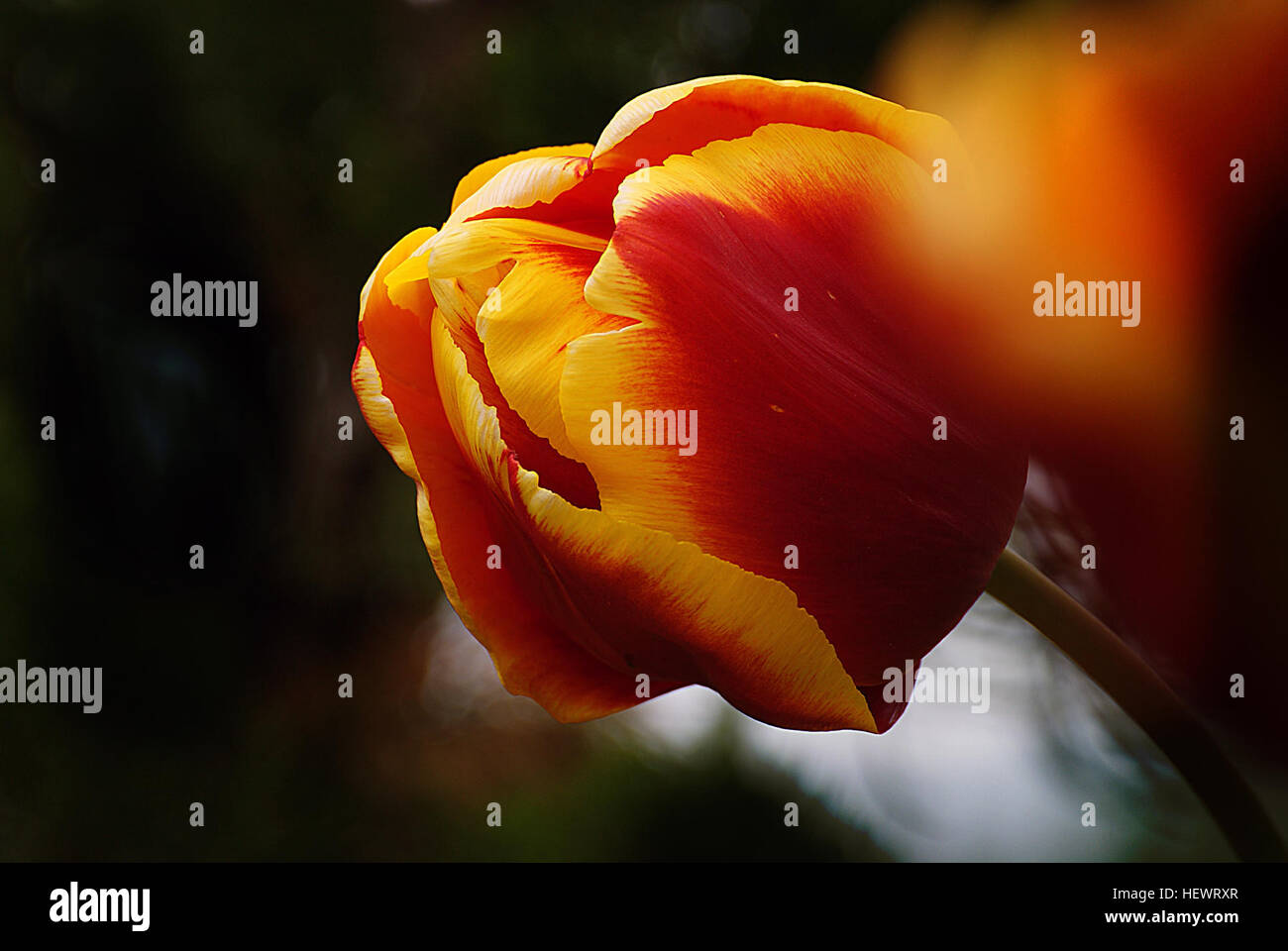 ,, Rot, Blüten, Blumen, hübsch, Frühling, Tulpen Stockfoto