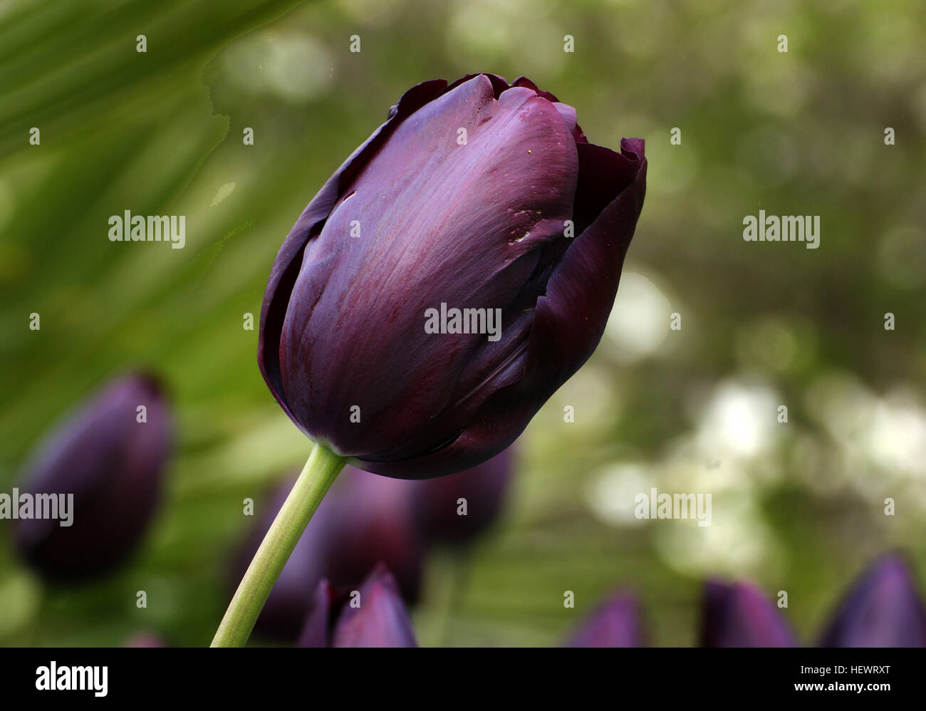 Eine lebendige Darstellung roter Tulpen in Blüte, die die Ankunft des Frühlings symbolisieren. Die hellen, kräftigen Farben unterstreichen die Schönheit dieser Blumen, ein klassisches Zeichen der Erneuerung der Saison. Stockfoto