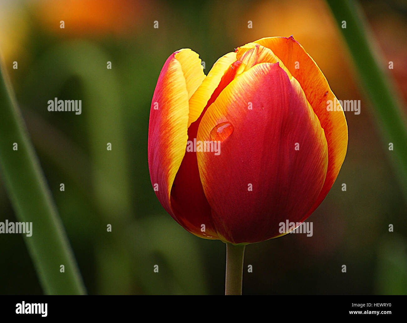 ,, Rot, einfach Blumen, Blüten, Blumen, hübsch, Frühling, Tulpen Stockfoto