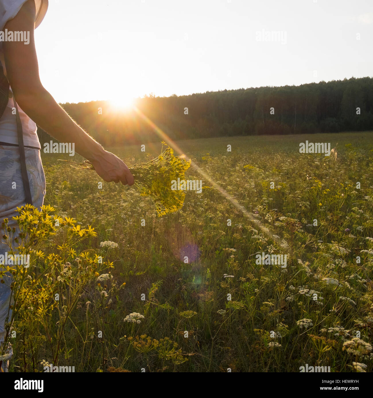 Beschnitten, Blick auf Frau in Wildblumenwiese mit Blumenstrauß, Ural, Russland Stockfoto