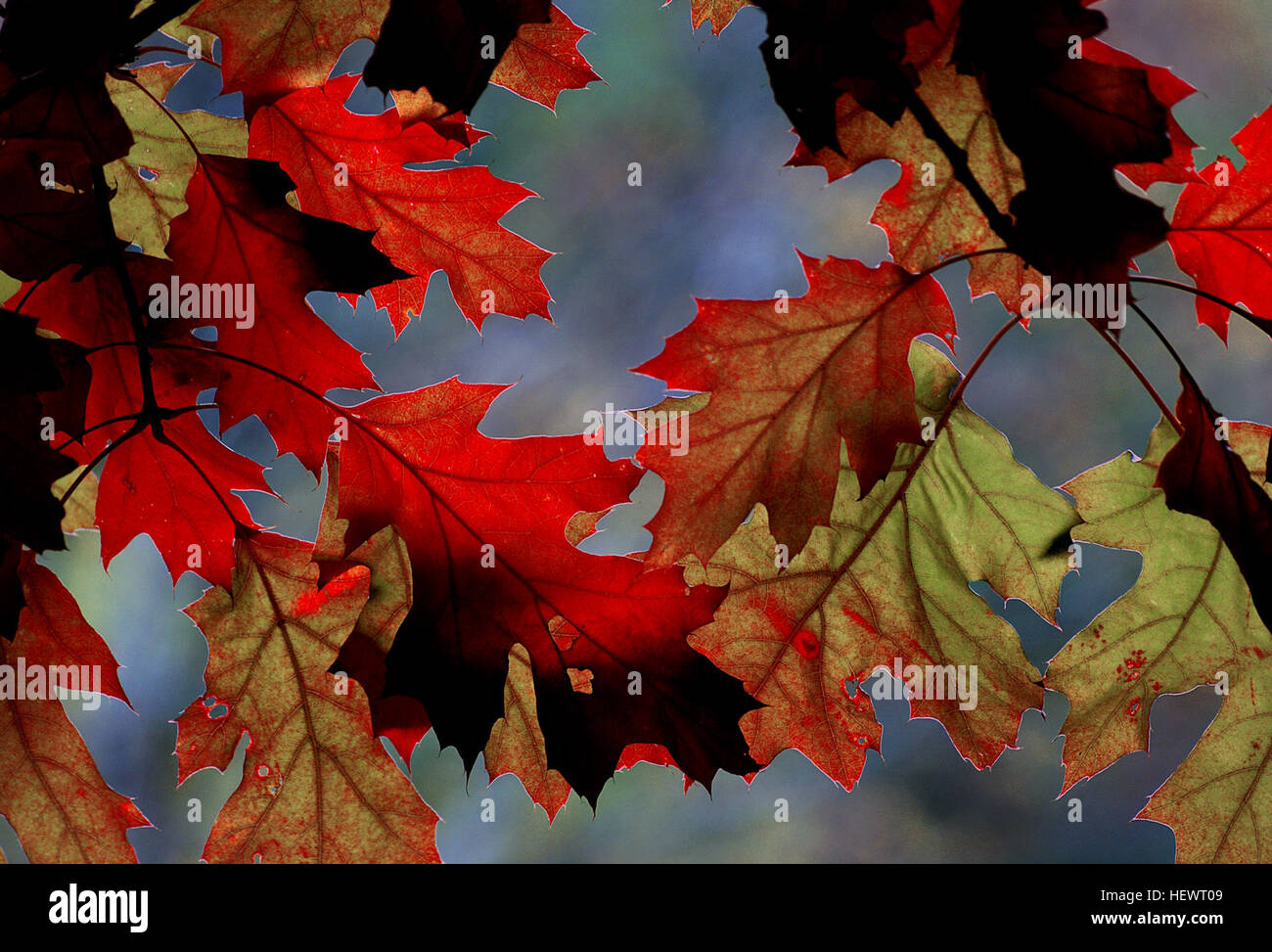 Im Herbst verwandeln sich die Blätter der Bäume in leuchtende Rot-, Gelb-, Violett- und gelegentlich Blautöne, die den Übergang zu kälterem Wetter signalisieren. Diese jährliche Ausstellung ist ein Highlight für Naturliebhaber und Fotografen, die die lebendigen Farben einfangen, bevor die Blätter fallen. Stockfoto