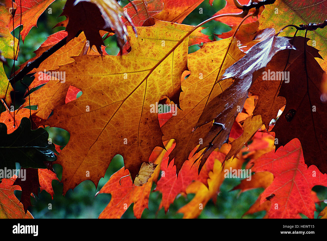 Herbst Blattfarbe ist ein Phänomen, das betrifft die normalerweise grünen Blätter vieler Laubbäume und Sträucher, mit denen sie, in ein paar Wochen in der Herbstsaison verschiedenen Schattierungen von rot, gelb, lila, schwarz, Orange, rosa, Magenta, blau und braun übernehmen. Das Phänomen ist häufig Herbstfarben oder Herbstlaub in britisches Englisch und Herbstfarben, Herbstlaub oder einfach Laub im amerikanischen Englisch bezeichnet. Stockfoto