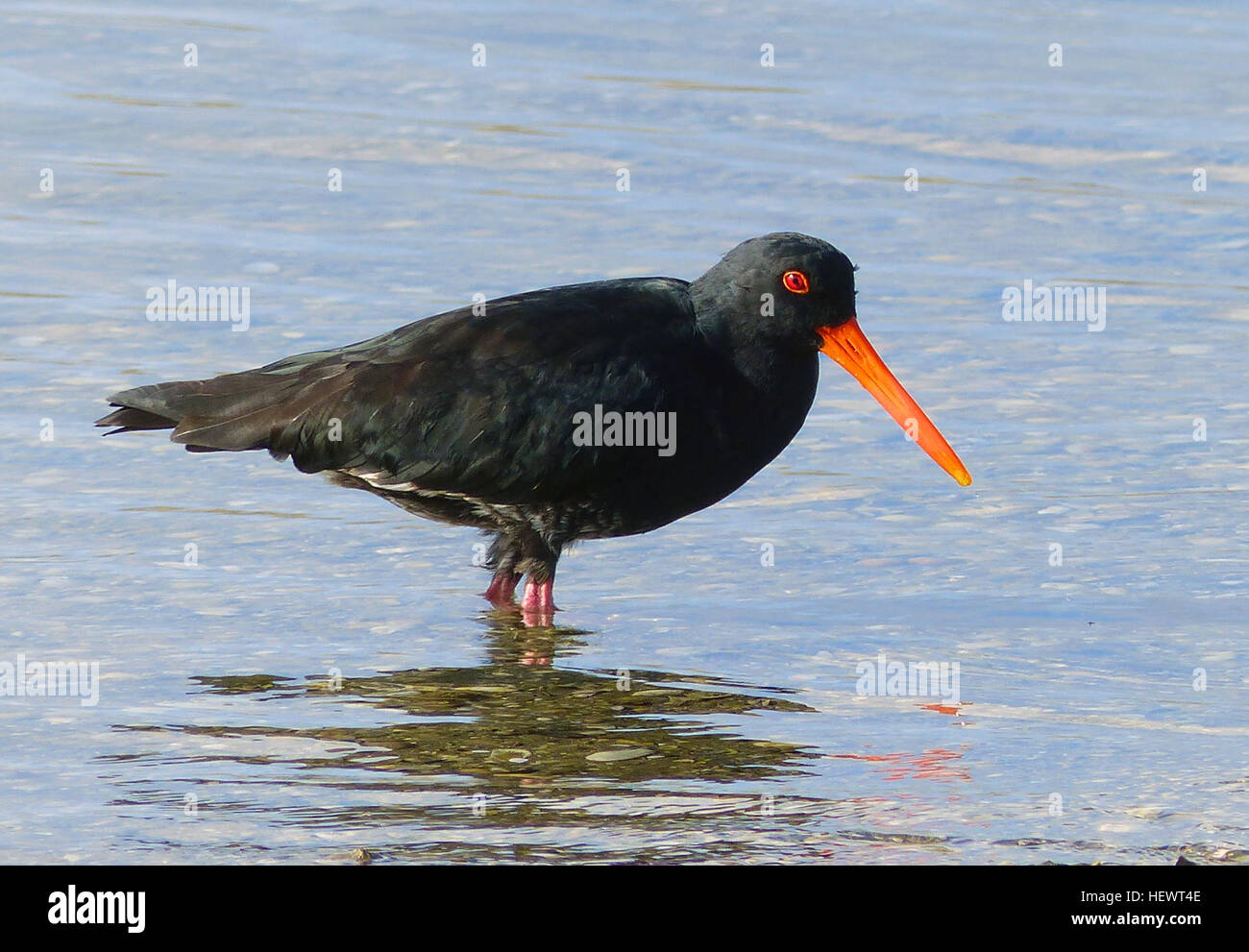 Der variable Austernfänger (Haematopus unicolor) ist eine in Neuseeland heimische Vogelart, die sich durch ihr variables Gefieder auszeichnet. Es ist an felsigen und Sandstränden zu finden, mit einem markanten roten Schnabel und rot-orangen Augenring. Die Art gilt als selten, mit etwa 3.500 Vögeln im Jahr 1994. Stockfoto