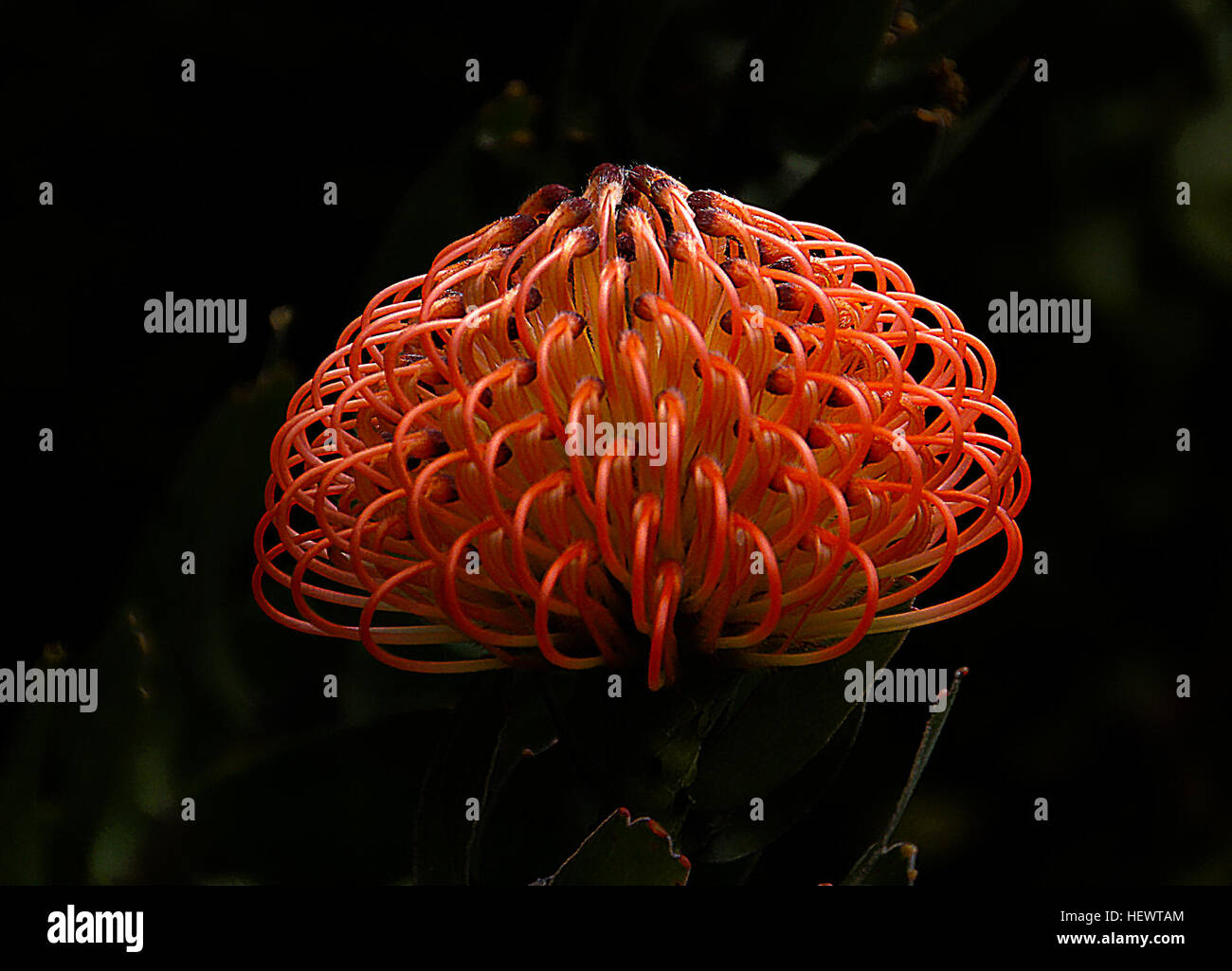 Die Waratah ist eine australische Gattung von fünf Arten blühender Sträucher oder kleiner Bäume, die in den südöstlichen Regionen Australiens beheimatet sind. Bekannt für seine markanten roten Blüten ist sie eine bekannte Spezies in der australischen Flora. Stockfoto