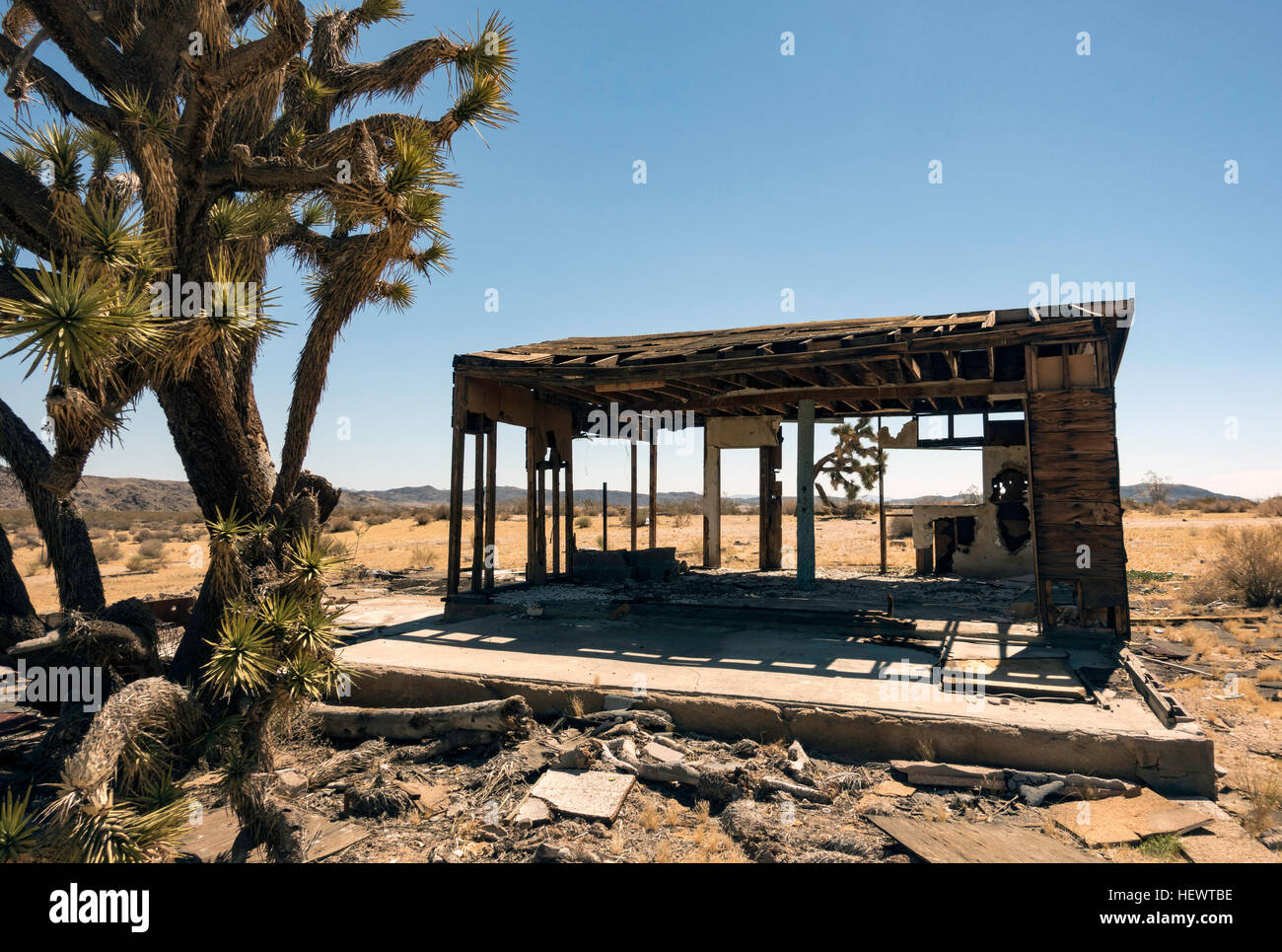 Joshua Tree von baufälligen Hütte, Joshua Tree Nationalpark, Kalifornien, USA Stockfoto