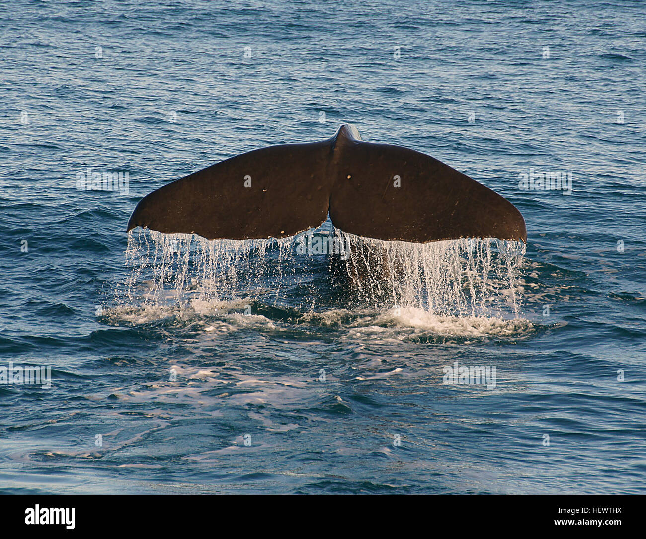 ,, New Zealand, Ocean Säugetiere, Pottwal, Wal Kaikoura, Wal Fluke, Wal Schwänzen, Whale Watch Kaikoura Stockfoto