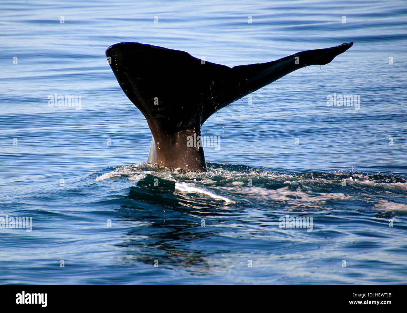 ,, New Zealand, Ocean Säugetiere, Pottwal, Wal Kaikoura, Wal Fluke, Wal Schwänzen, Whale Watch Kaikoura Stockfoto