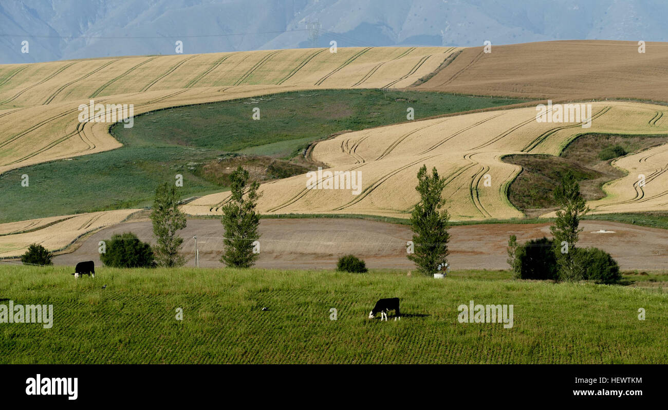 Neuseeland produziert jährlich fast eine Million Tonnen Getreidekörner, wobei Weizen, Gerste und Mais die wichtigsten Kulturen sind. Diese Körner sind für die Nahrungs- und Futtermittelproduktion von entscheidender Bedeutung und tragen zu einem Exportumsatz von 162 Millionen US-Dollar bei. Stockfoto