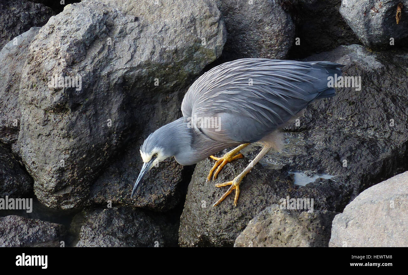 Das White-faced Heron (Egretta Novaehollandiae) auch bekannt als White-fronted Reiher, [2] und nicht falsch als der Graureiher, [3] oder blauen Kran, [2] ist ein gemeinsames Vogel in den meisten Teilen von Australien, einschließlich Neu-Guinea, die Inseln der Torres-Strait, Indonesien, Neuseeland, den Inseln der Subantarktis und alle aber die trockensten Gebiete Australiens.  Es ist ein relativ kleiner Reiher, blass, leicht bläulich-grau, mit gelben Beinen und weißem Gesicht Markierungen. Es finden sich fast überall nahe Flachwasser, süß- oder Salzwasser, und obwohl es Prompt zu die Szene auf langen Abfahrt ist, langsam schlagende Flügel wenn Dist Stockfoto