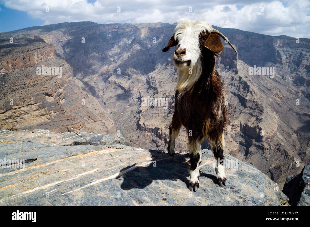 Eine Ziege steht neben steilen Felswände und Terrassen durch Erosion in eine riesige Wüste Schlucht geschnitzt. Stockfoto