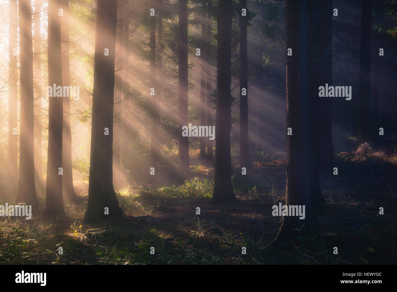 Sonnenstrahlen im Wald Stockfoto
