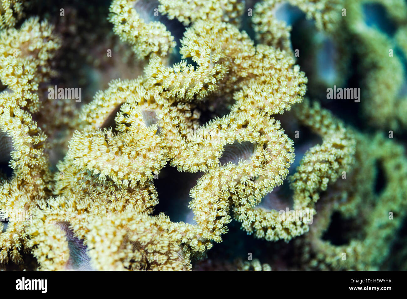 Gewundene Falten der Coral erweitern ihre Polypen in den Golf von Oman füttern Stockfoto