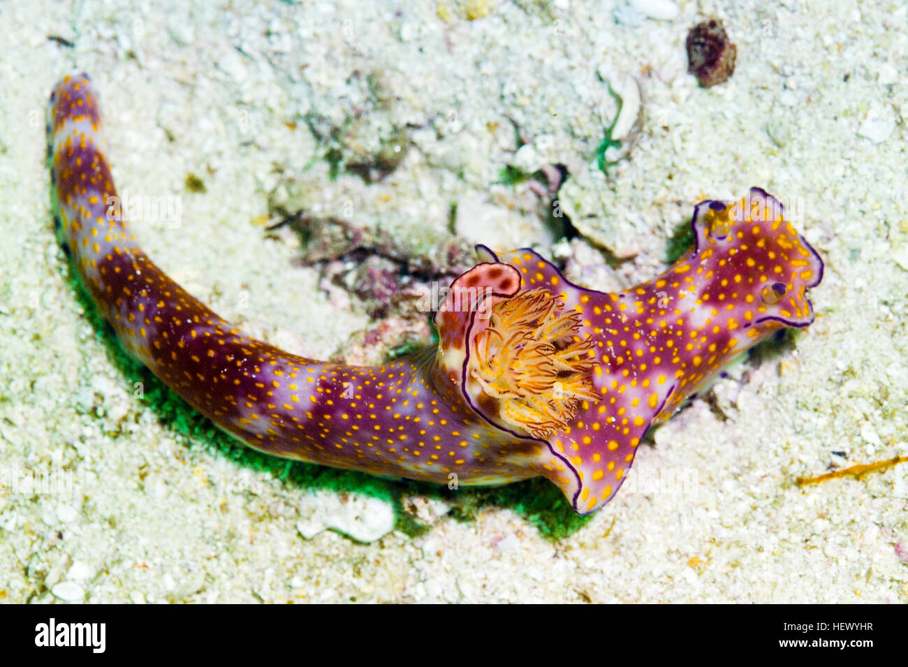Die Feder wie Mantel und hellen Farben ein Ceratosoma Trilobatum Nacktschnecken. Stockfoto Die Feder wie Mantel und hellen Farben ein Ceratosoma Trilobatum Nacktschnecken. Stockfoto