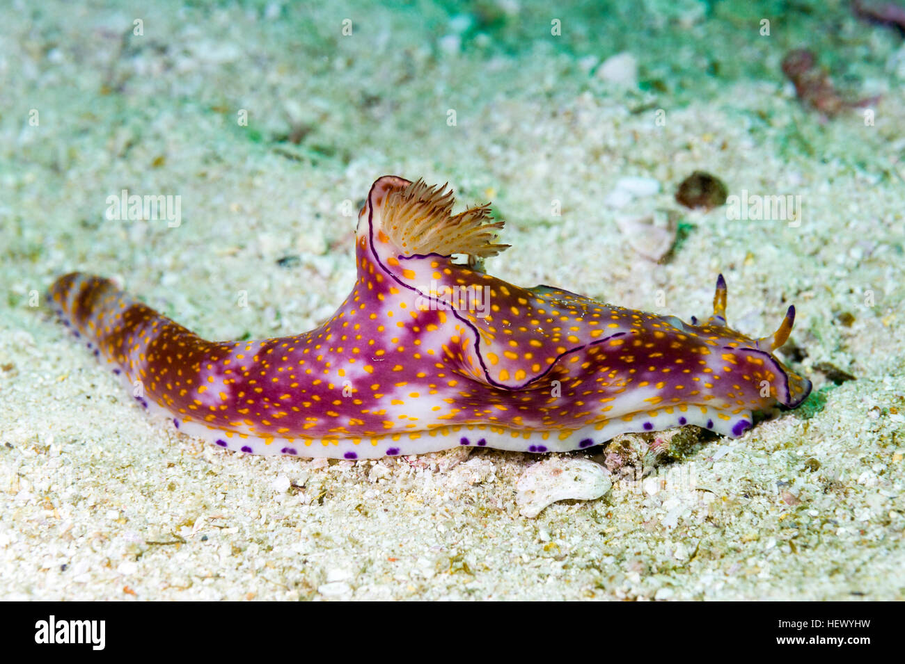 Die Feder wie Mantel und hellen Farben ein Ceratosoma Trilobatum Nacktschnecken. Stockfoto Die Feder wie Mantel und hellen Farben ein Ceratosoma Trilobatum Nacktschnecken. Stockfoto