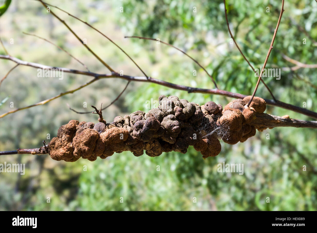 Eine Wespe Gall auf einem Ast im Wald. Stockfoto