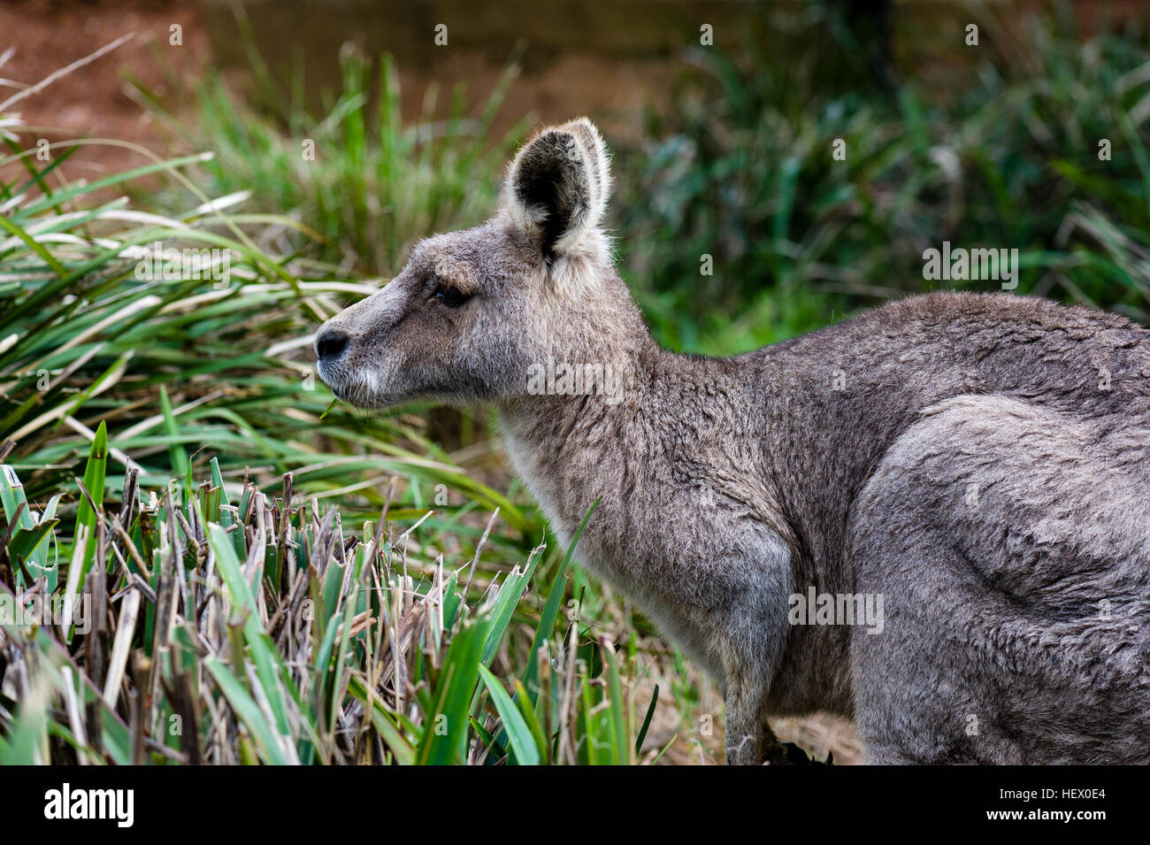 Eine östliche Grey Kangaroo Fütterung und kauen auf Gräser an einem Wintertag. Stockfoto