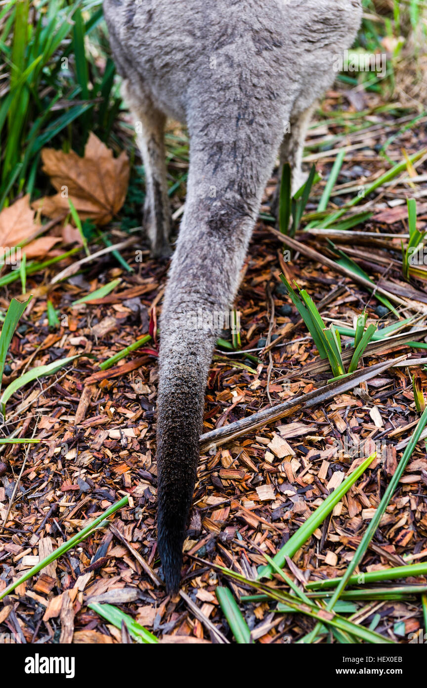 Fury Ende einer östlichen Grey Kangaroo bietet Gleichgewicht und Unterstützung wenn es hüpfen und stehend. Stockfoto