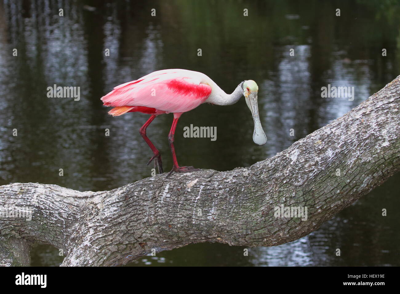 Eine rosige Löffler, Platalea Ajaja, stehend auf einem Baumstamm. Stockfoto