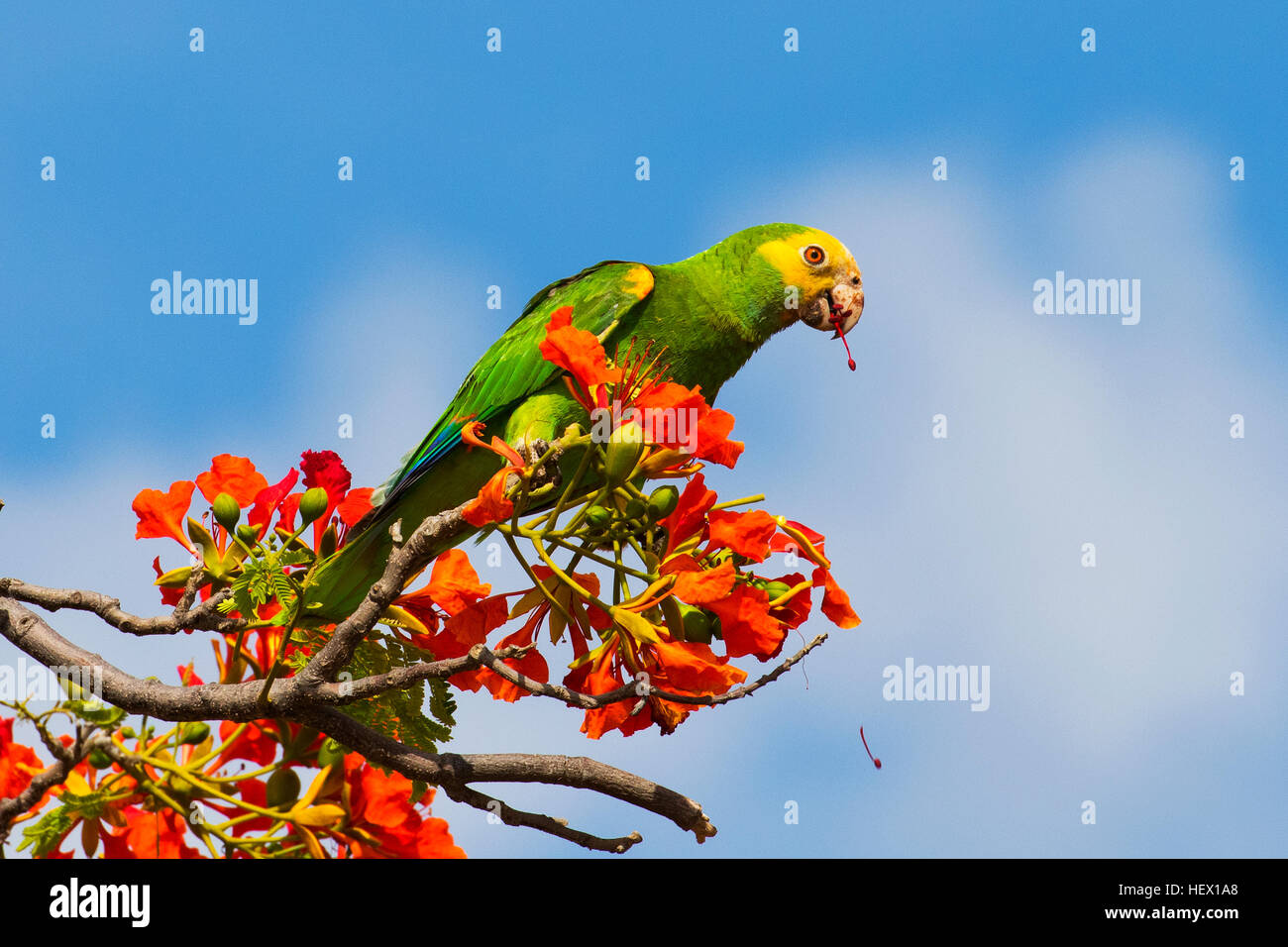 Ein gelb-geschultert Amazon Parrot, Amazona Barbadensis, Essen Royal  Poinciana, Delonix Regia, Blumen Stockfotografie - Alamy