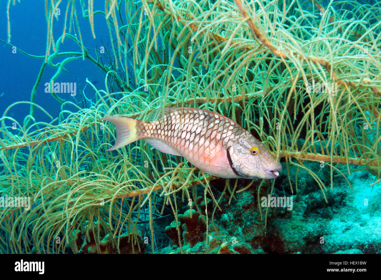 Eine Ampel Papageienfisch, Sparisoma Viride, Futter für die Algen in einem karibischen Riff. Stockfoto