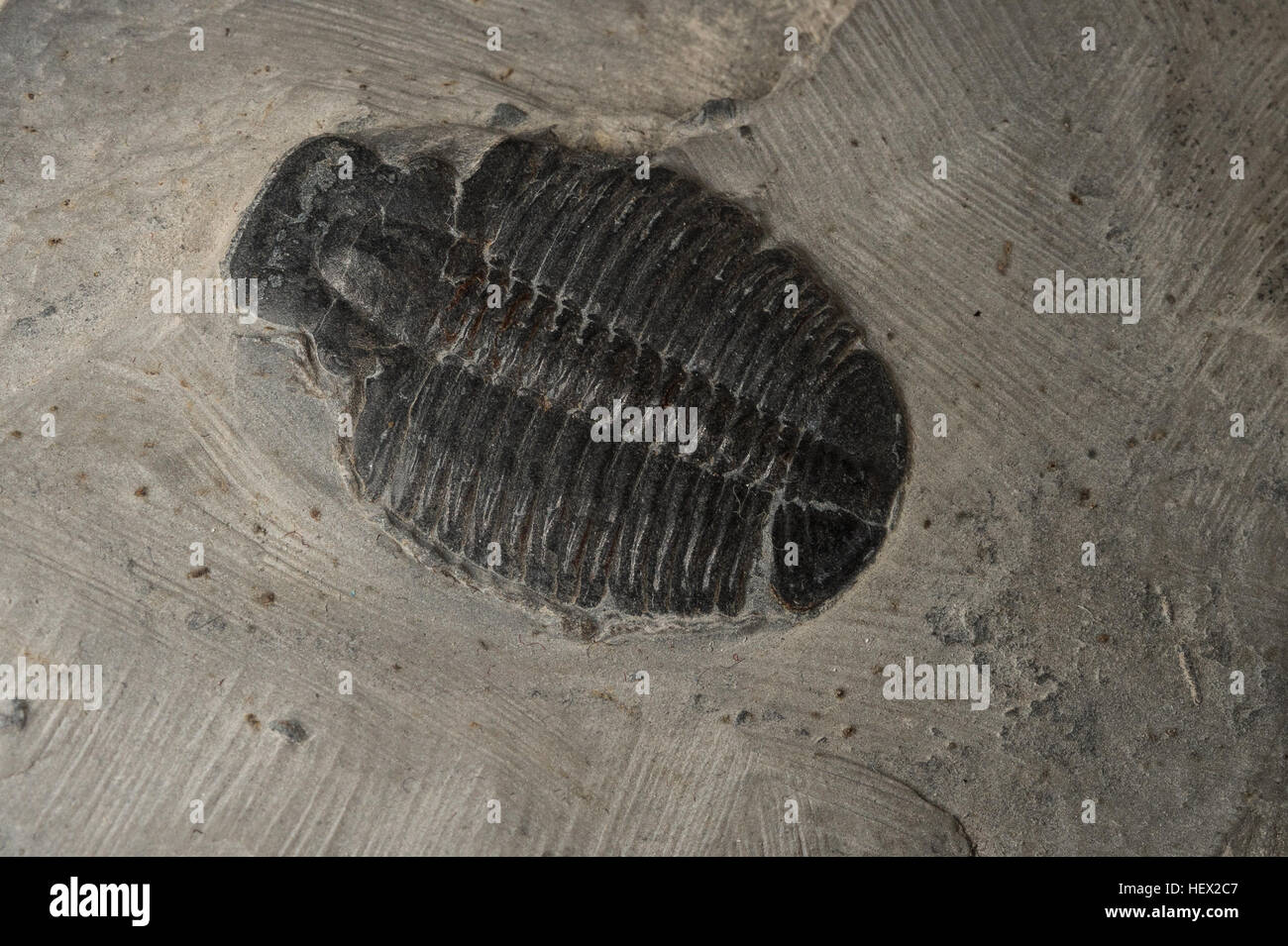 Trilobiten, Elrathia Kingii, Alokistocaridae, Haus-Palette, Utah, USA Stockfoto