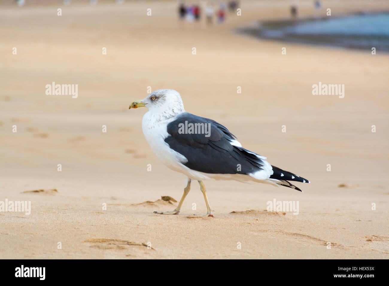 Vogel Möwe am gelben Sandstrand hautnah Stockfoto