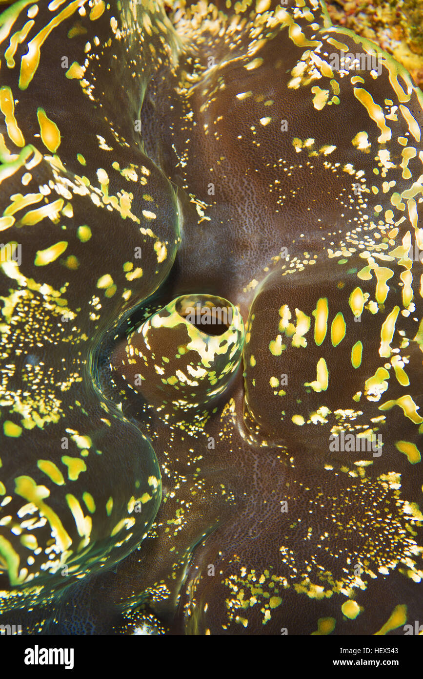Geriffelte Riesenmuschel, schuppige Muschel oder Giant Clam (Tridacna Squamosa), Rotes Meer, Ägypten Stockfoto