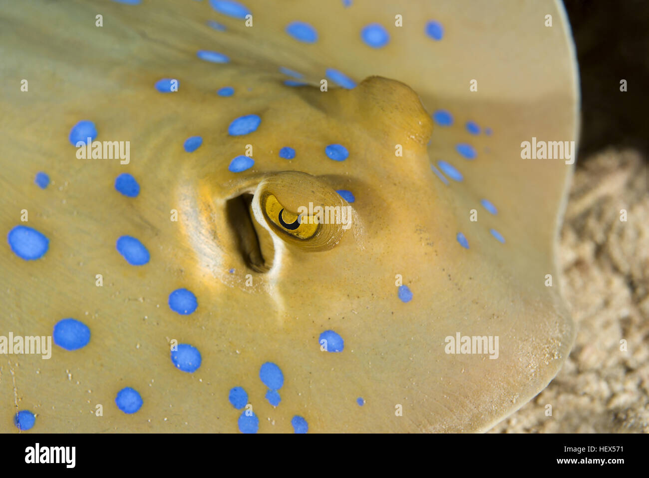 Porträt von Bluespotted Ribbontail Strahl oder Lagune Ray (Taeniura Lymma), Rotes Meer, Dahab, Sinai-Halbinsel, Ägypten Stockfoto