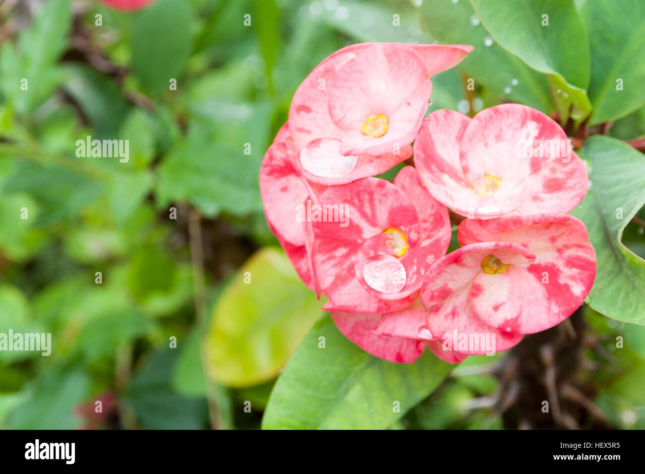 Krone von Dornen oder Christus Thorn Blume. (Euphorbia Milli) rosa Farbe auf Unschärfe grünes Blatt Hintergrund. Stockfoto