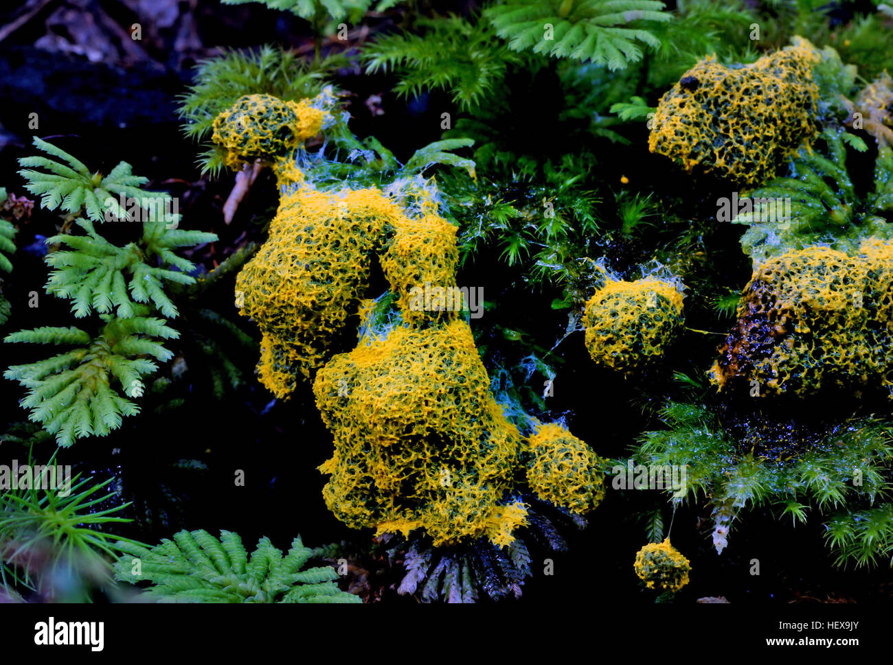 Schleimschimmelpilze sind einzigartige Organismen, die Sporen zur Fortpflanzung verwenden. Früher als Pilze klassifiziert, gelten sie heute als Teil des Königreichs Protista. Diese Organismen kommen in einer Vielzahl von Farben und Formen vor, mit über 900 Arten weltweit. Stockfoto
