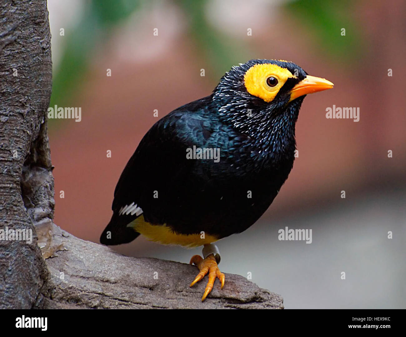 Die gelb-faced Myna ist eine Art von Starling in der Spottdrosseln-Familie. Man findet in Neu-Guinea und den umliegenden kleineren Inseln. Ihr Lebensraum sind tropische oder subtropische feuchte Auwälder. Stockfoto