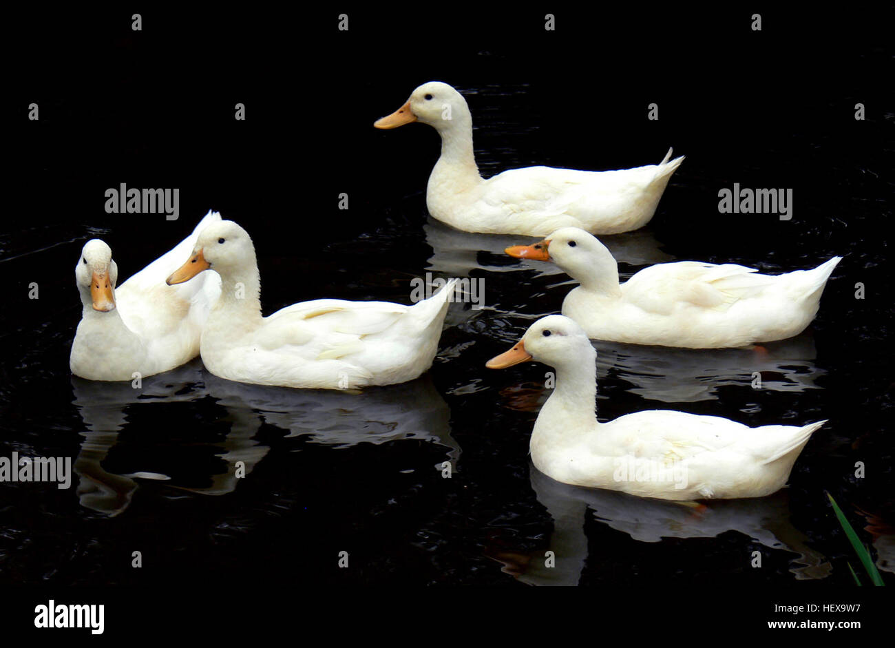 Aylesbury enten Fotos und Bildmaterial in hoher Auflösung Alamy