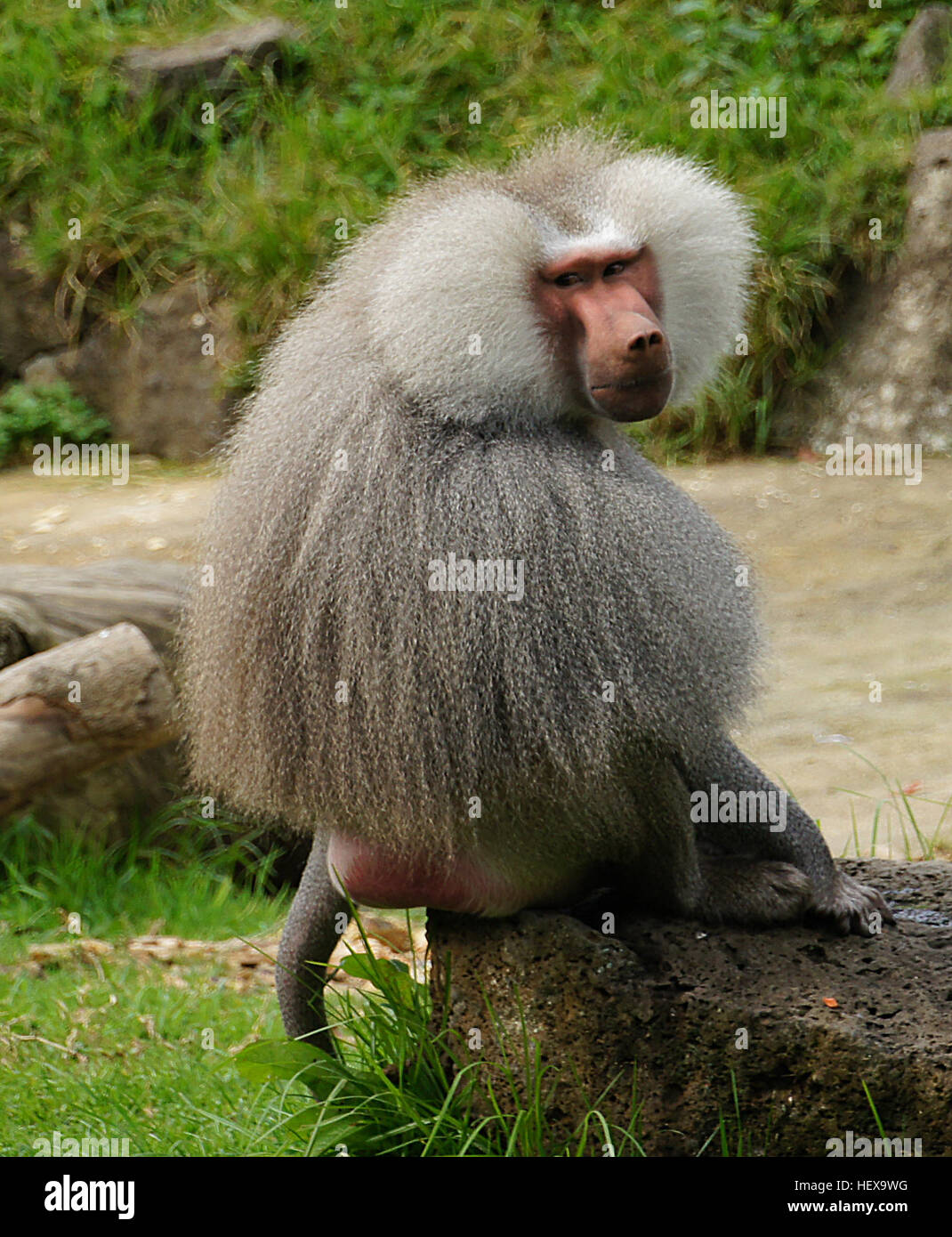 Das Bild zeigt eine Gruppe von Pavianen, eine Primatenart, die in einem Zoo gefangen wurde. Paviane sind bekannt für ihre komplexen sozialen Strukturen und charakteristischen Merkmale, wie lange Gesichter und scharfe Eckzähne. Stockfoto