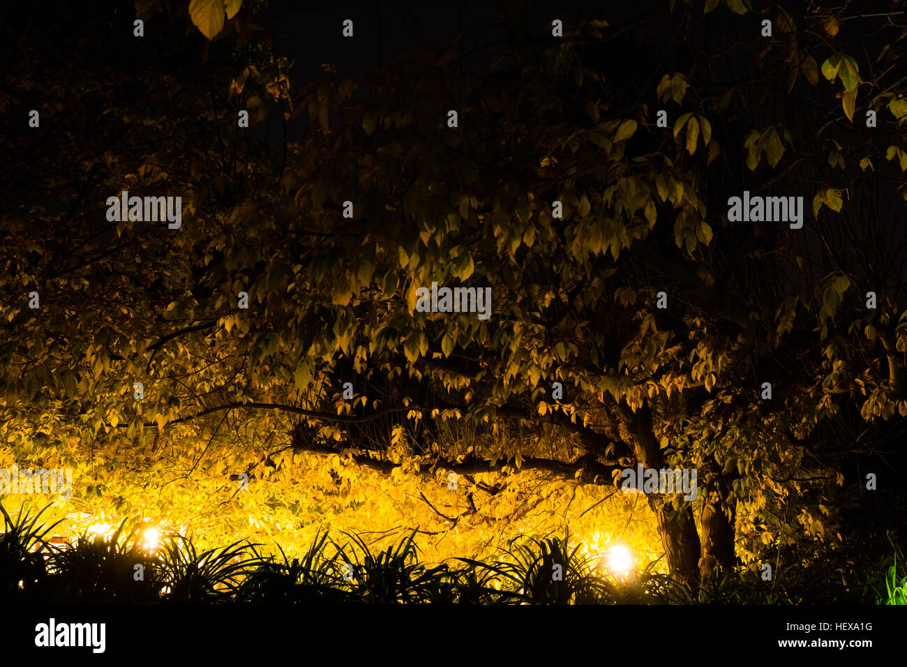 Zweige und Herbst Blätter beleuchtet durch Laternen schaffen eine dunkle zone Stockfoto