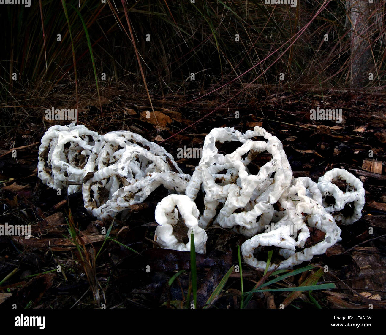 Eine Nahaufnahme des Korbpilzes, ein Mitglied der Stinkhornfamilie, veranschaulicht den einzigartigen Fortpflanzungsprozess. Der Pilz beginnt als eiartige Struktur und platzt schließlich auf, um übel riechende Sporen freizusetzen, die Fliegen für die Bestäubung anziehen. Stockfoto