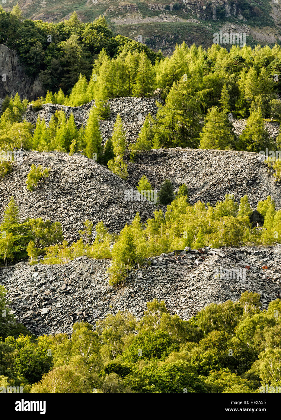 Silber Birken auf eine Geröllhalde Hodge enge Steinbruch, Lake District Stockfoto