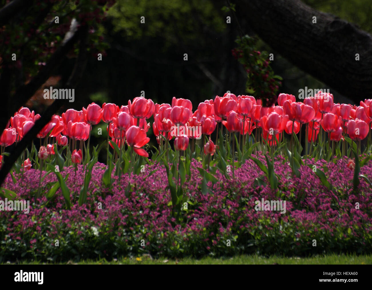 ,, Red, Sony DSLR-A300, Blumen, Garten, Tulpen Stockfoto
