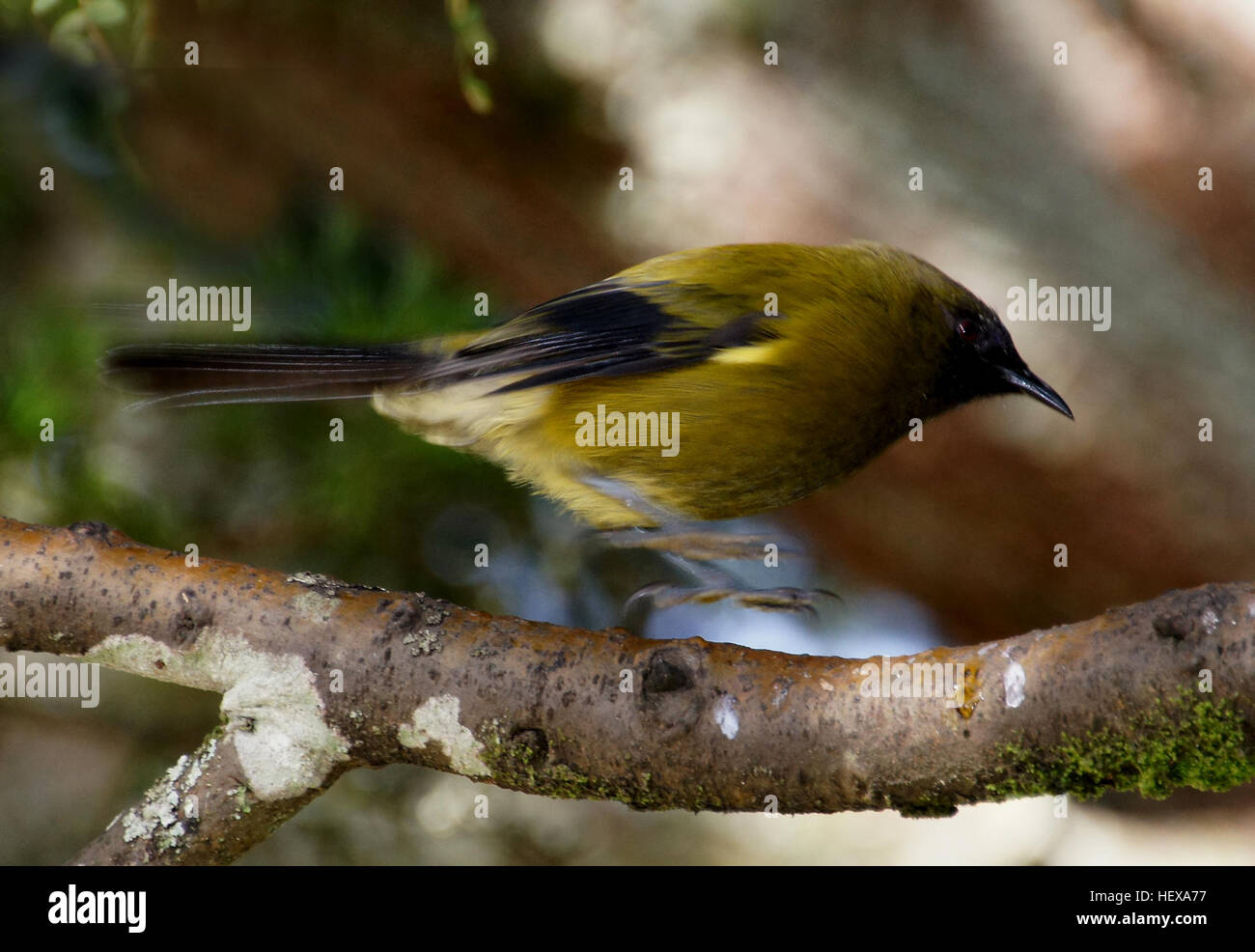 Die meisten Neuseeländer kann das Bellbird durch seine melodiöse Gesang erkennen die Captain Cook als klingende "wie kleine Glocken exquisit abgestimmt" bezeichnet.  Gut getarnt, ist der Bellbird normalerweise hören, bevor es gesehen wird. Die Weibchen sind stumpf oliv-braun, mit einem leichten blauen Schimmer auf den Kopf und einem blassen gelb Wange Streifen. Die Männchen sind olivgrün mit einem violetten Kopf und schwarzen äußeren Flügel und Schwanzfedern. Stockfoto