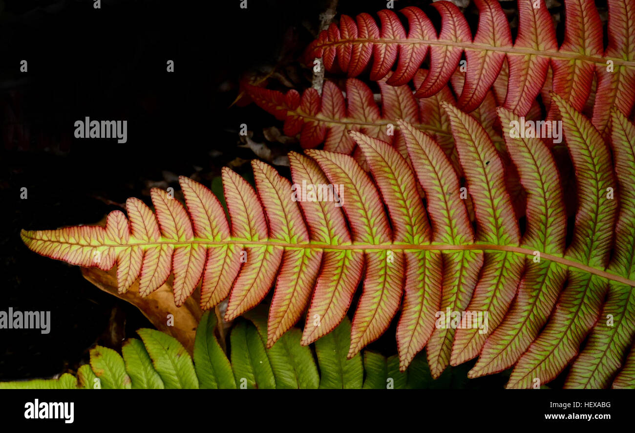 Blechnum Novae-Zelandiae, allgemein bekannt als Palmblatt Farn oder Kiokio, ist eine Art von Farn in Neuseeland gefunden. Es kann häufig anzutreffen in Lehmboden auf Böschungen und Wegrändern wächst.    B. Novae-Zelandiae hat lange Wedel, die wachsen bis zu 2 Meter Länge von 50 cm breit. Sie sind rosa Neuzustand und wenn sie älter werden sie grün und verdunkeln Stockfoto