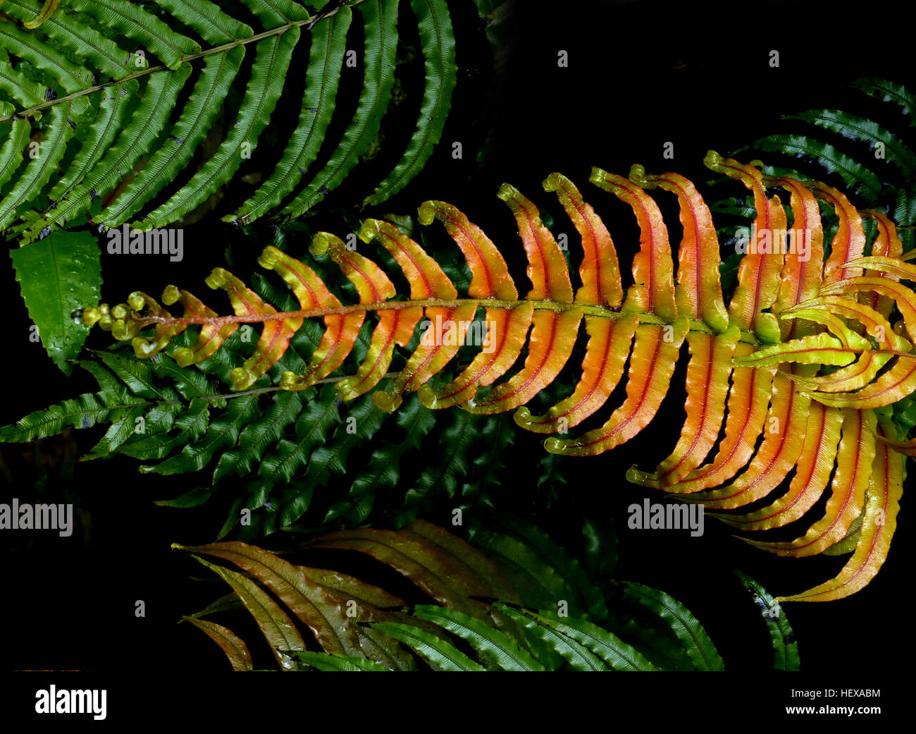 Blechnum Novae-Zelandiae, allgemein bekannt als Palmblatt Farn oder Kiokio, ist eine Art von Farn in Neuseeland gefunden. Es kann häufig anzutreffen in Lehmboden auf Böschungen und Wegrändern wächst. Stockfoto