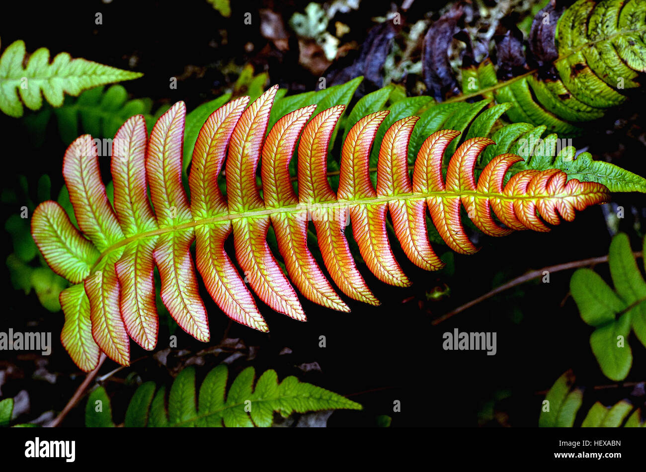 Blechnum Novae-Zelandiae, allgemein bekannt als Palmblatt Farn oder Kiokio,  ist eine Art von Farn in Neuseeland gefunden. Es finden oft in Lehmboden  auf Böschungen und Wegrändern wächst die rote Färbung in den