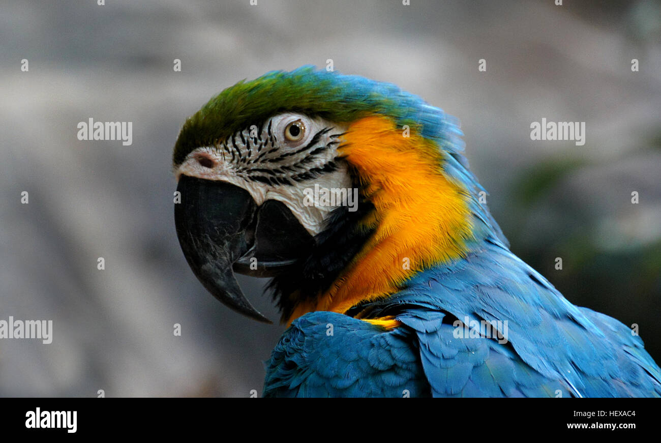 Der Blaue-Gelb-Ara, auch Blauer und Goldara genannt, ist ein großer Papagei, der in Südamerika beheimatet ist. Es ist bekannt für sein leuchtendes blau-gelbes Gefieder und gehört zur Arafamilie, die für ihre farbenfrohen Federn und Intelligenz berühmt ist. Stockfoto