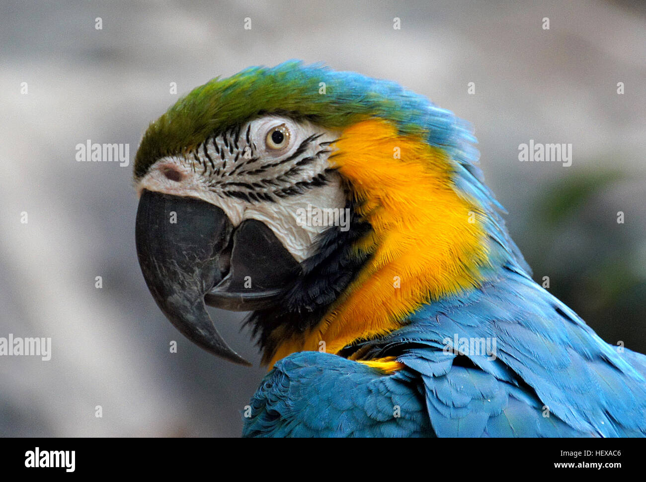 Der blau-gelbe Ara (Ara arararauna) ist ein großer, lebendiger südamerikanischer Papagei, der sich durch seine blauen oberen Teile und die gelbe Unterseite auszeichnet. Bekannt für seine auffälligen Farben und Intelligenz, ist es Teil der Ara-Familie der neotropischen Papageien. Diese Art ist in Mittel- und Südamerika beheimatet, wo sie Wälder und Wälder bewohnt. Stockfoto