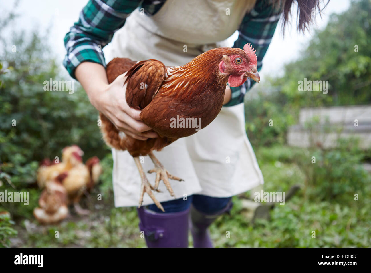 Frau auf der Hühnerfarm mit Huhn Stockfoto