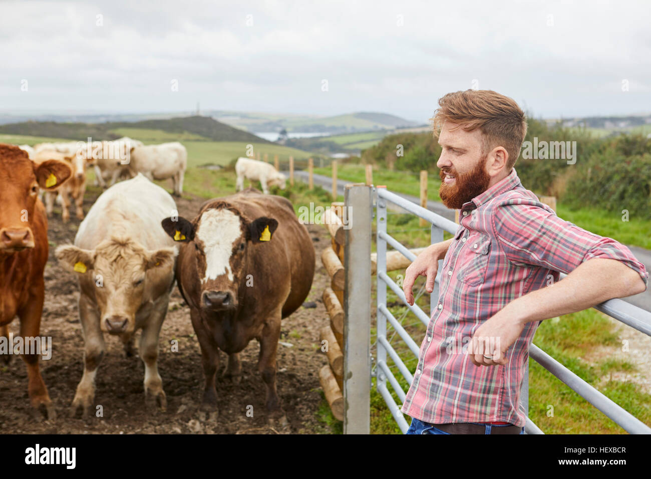 Mann gelehnt Tor auf Kuh Bauernhof wegschauen Stockfoto