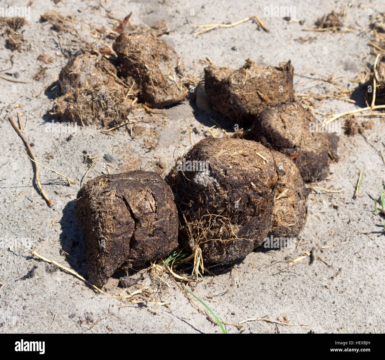 Elefant Kot Exkremente auf sand Stockfotografie - Alamy