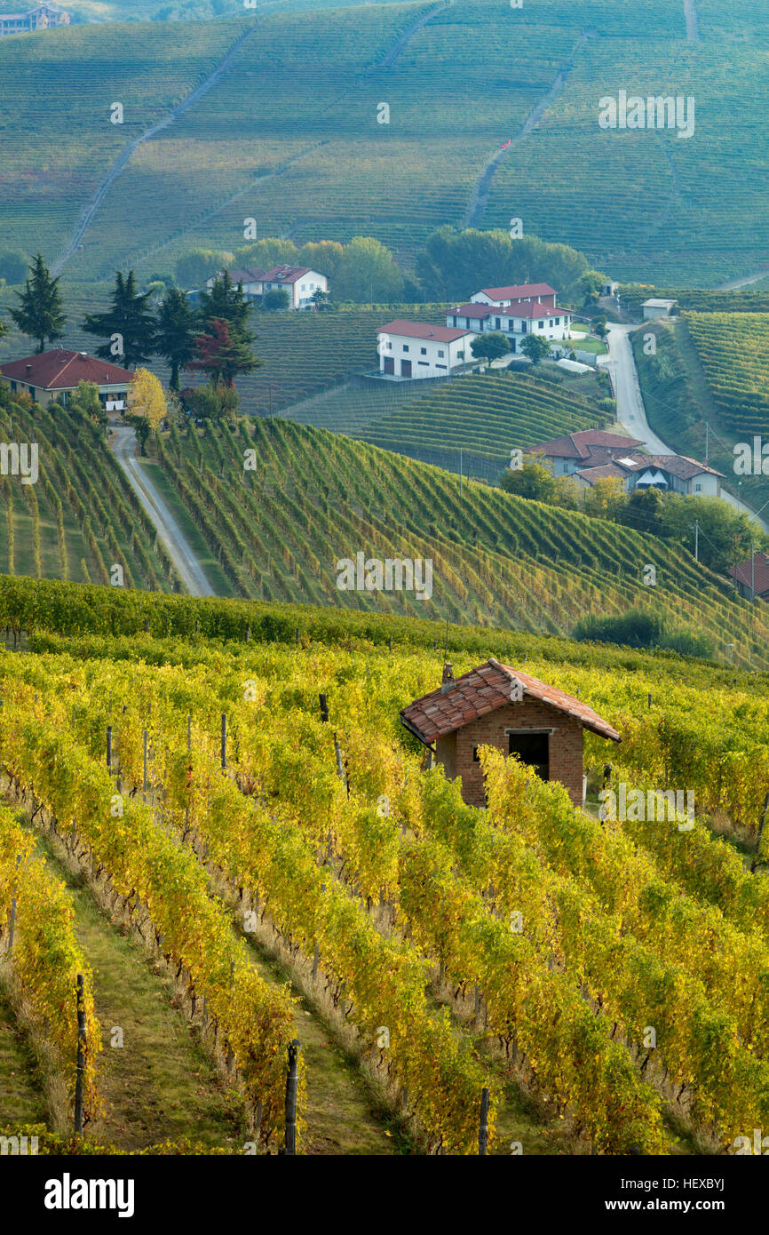 Die Landwirte Hütte im Weinberg in der Nähe von Barolo, Piemont, Italien Stockfoto