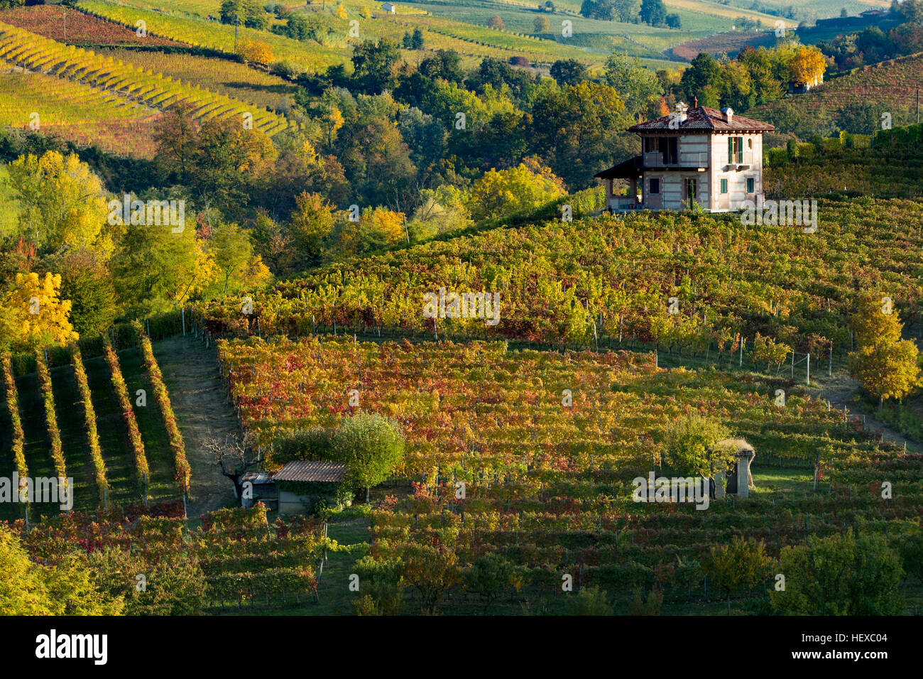 Herbstfarben in die Nebbiolo-Weinberge in der Nähe von Barolo, Piemont, Italien Stockfoto